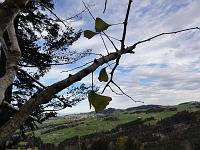  31. Oktober 2010 - eine frühe Kälte mit Schnee hat die Blätter früh zum Fallen gebracht. Nur noch ganz wenige Blätter hängen an Samuels Ginkgobaum.